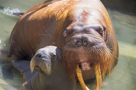 SeaWorld Orlando welcomes its first baby walrus born in captivity | Blogs