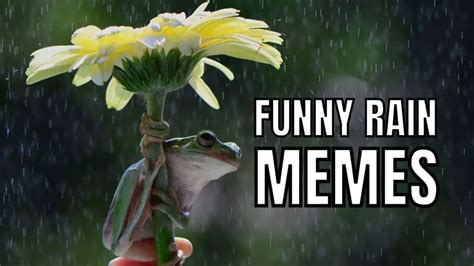 20 Funny Rain Memes To Lift Dampened Moods In 2024