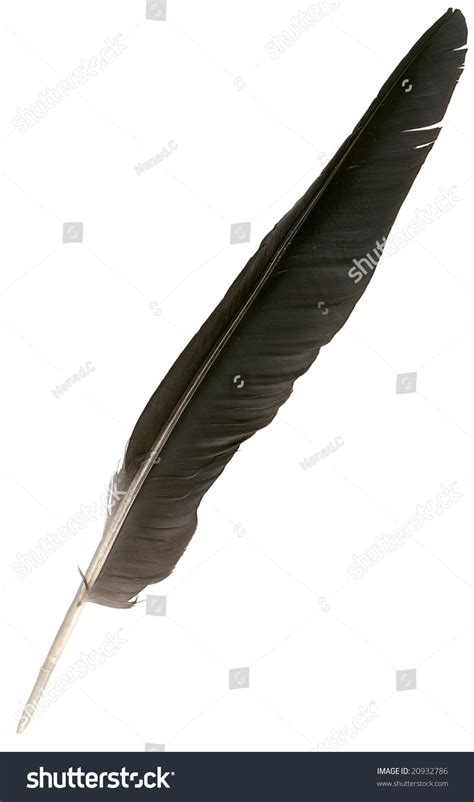 Black Eagle Feather Isolated Over White Stock Photo 20932786 | Shutterstock