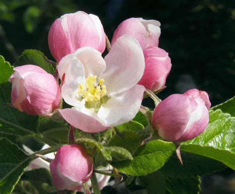 File:Apple blossom 02B.jpg - Wikimedia Commons