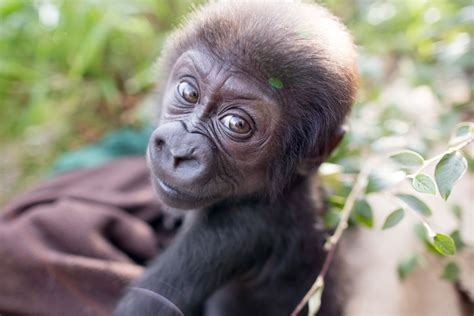 Woodland Park Zoo announces name of baby ape | The Seattle Times