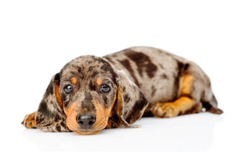 How Much Do Dapple Dachshund Puppies Cost