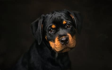 Rottweiler Wallpapers - Top Free Rottweiler Backgrounds - WallpaperAccess