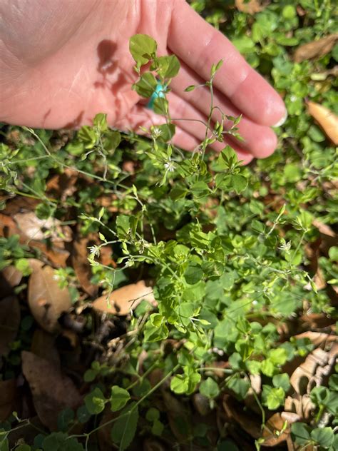 Sticky Winter Weeds - UF/IFAS Extension Marion County