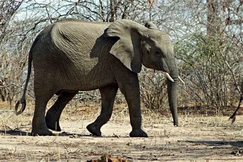 African Bush Elephant Facts | Anatomy, Diet, Habitat, Behavior ...