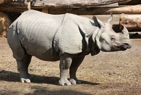 Javan Rhinoceros - A-Z Animals