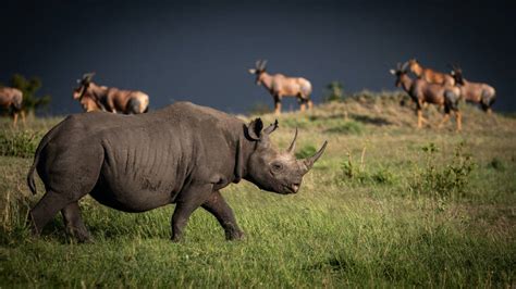 Tanzania Wildlife | 5544 sightings of species across Tanzania | Expert ...