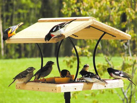 Best Type of Bird Feeder for Finches