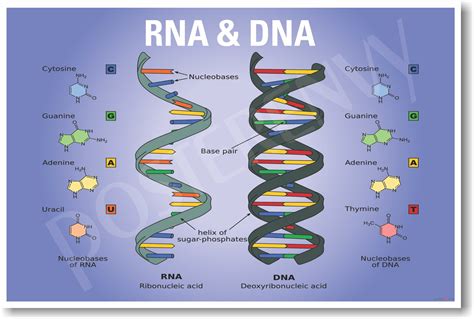 Dna Rna Diagram