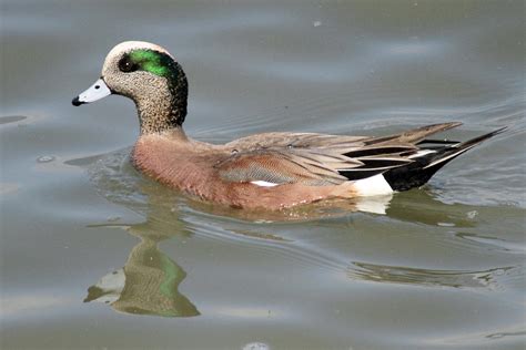 American Wigeon Duck Photograph by Pierre Leclerc Photography