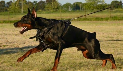 Guard Dog Training for a Doberman