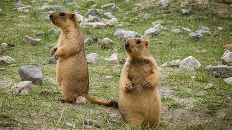 Himalayan marmots: Gold-diggers on the plateau - CGTN