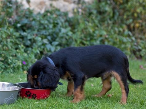 When to Give Dry Dog Food to Your Puppy – Benefits of Privilege