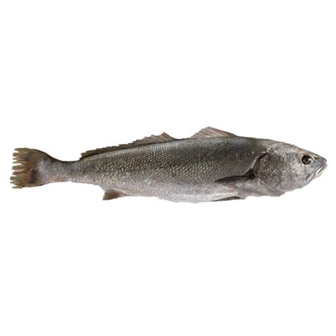 A Guide To Stonebass| Fishopedia | Quick Facts | Need To Know | The ...