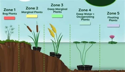 Pond Plants: A Beginner's Guide - Envii