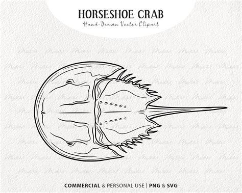 Horseshoe Crab Vector Clipart. Hard Shell Marine Creature Line Drawing ...