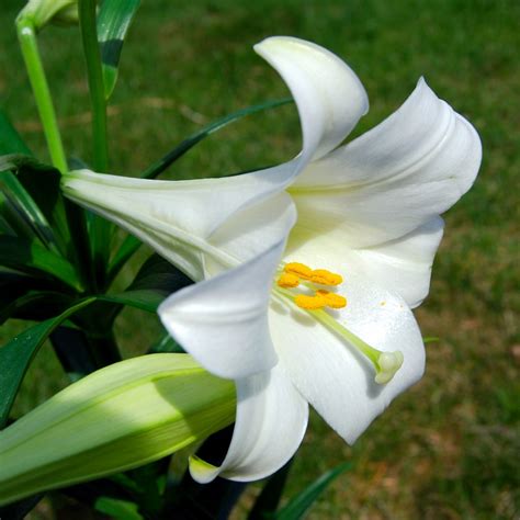 Easter Lily Lore- Garden Sense - Cindy's Recipes and Writings