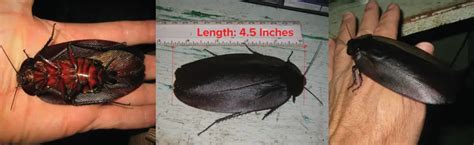 World Biggest Cockroach (LARGER than Guinness Book) | APB