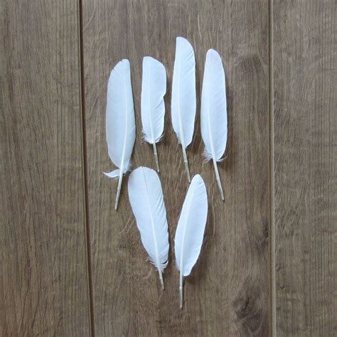 White Dove Feathers naturally Shed - Etsy