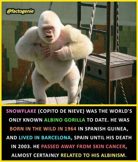 Snowflake, the long-lived gorilla who died in 2003, was famous for ...