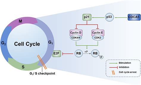 Cell Cycle Checkpoints P53