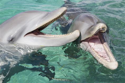 A Dolphins Life Cycle - Over The Bridge