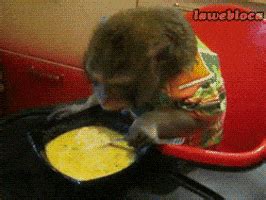 Monkey Eating GIFs - Find & Share on GIPHY