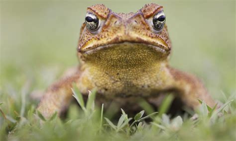 Invasive cane toads adapting quickly to Australia's extremes - FENCiT