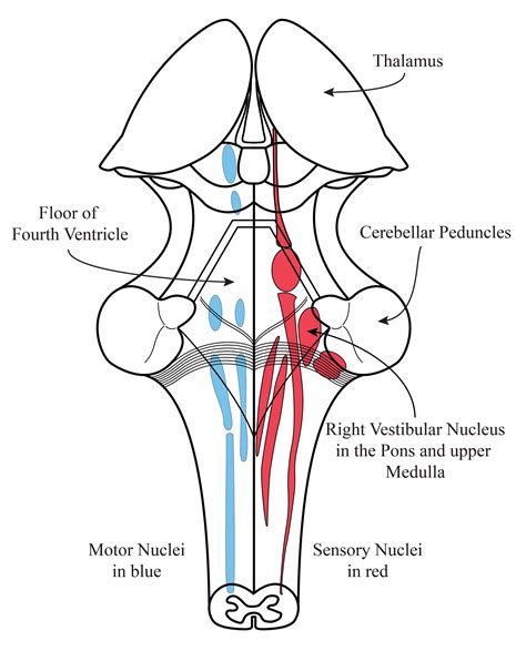 Inner ear anatomy - audiology | enteducationswansea