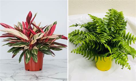 5 Tropical Low-Light Houseplants | Tropical Plants Flor