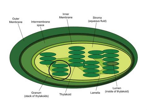 Science Image Archive for Teachers