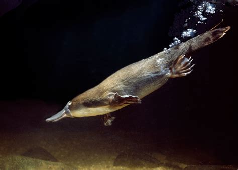 Platypus | Eggs, Habitat, Venom, & Facts | Britannica