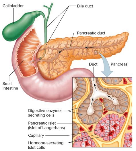 Trypsin enzyme function, production, cleavage & trypsin inhibitor