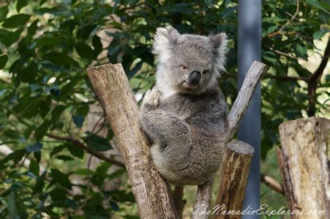 Healesville Sanctuary: Explore a bushland haven for Australian wildlife ...