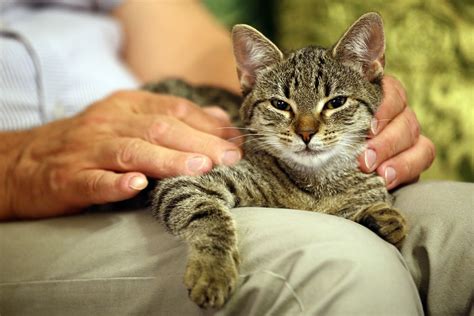 6 Reasons Why You Should Adopt an Older Cat