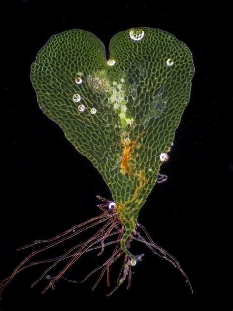 Fern gametophyte | Nikon’s Small World