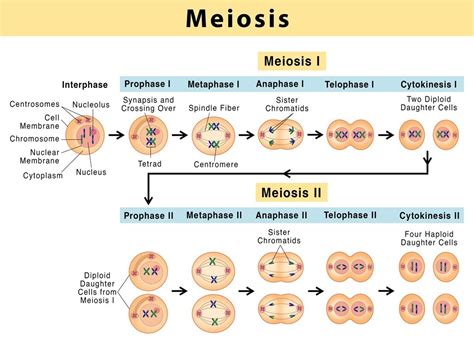 Phases of Meiotic cell division (Meiosis), Nanotechnology and cancer ...