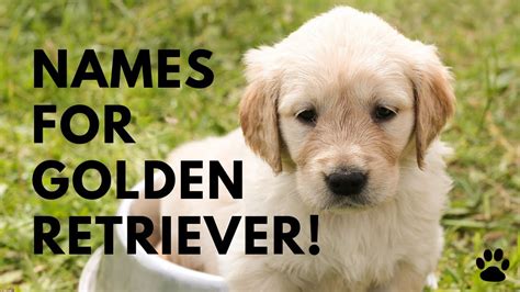 Recklessly: Golden Retriever Puppy Names Male