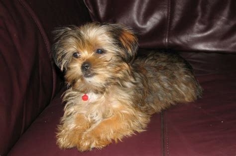 Shorkie Dog Breed Goberian Dog Breed Health, Temperament, Grooming ...