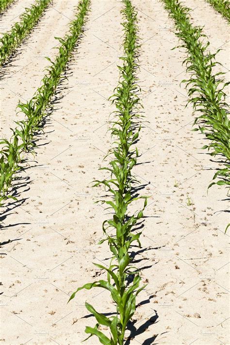 Rows of green corn featuring rows, green, and corn | The row, Green, Nature