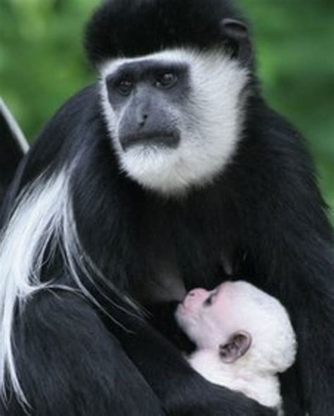 Baby colobus monkey born at Drusillas Park in Alfriston - BBC News