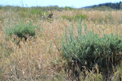 The Ascent and Spread of Annual Invasive Grasses in the Great Basin ...