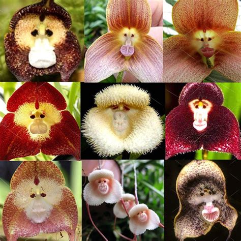 20PCS Rare Monkey Face Orchid Seeds Beautiful Plant Flower Home Garden ...