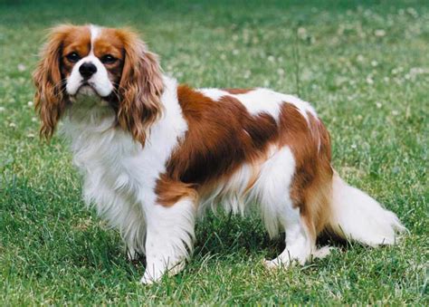 Cavalier King Charles Spaniel - Dog Breed Standards