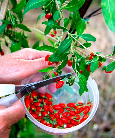 When to harvest goji berries | Homes & Gardens