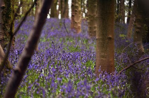 Bluebell Woods on Behance