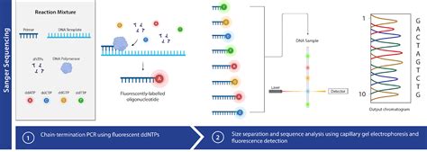 Sanger Sequencing: Reading our DNA – NC DNA Day Blog