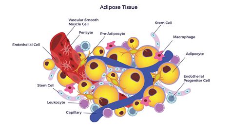 Why Adipose Tissue? (The Skinny on Fat) | AMBROSE Cell Therapy