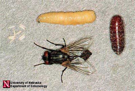 house fly - Musca domestica Linnaeus