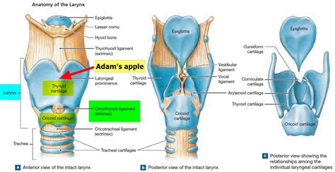 Adam's apple name origination, purpose & Adam's apple removal